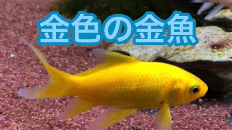 金色的魚|金魚是什麼魚？水族館愛好者的完整指南 